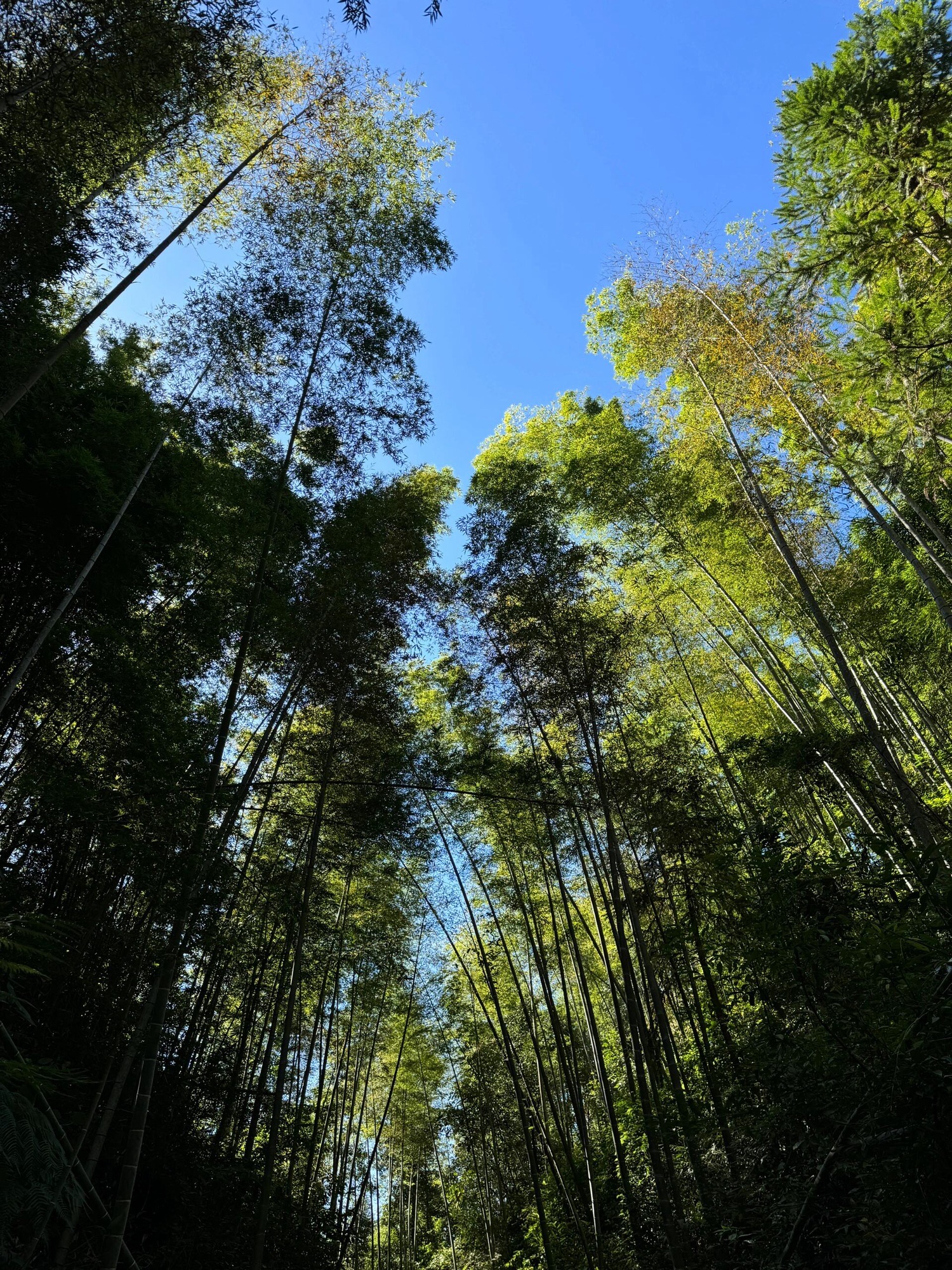 湖南九龙江国家森林公园旅行图片 2