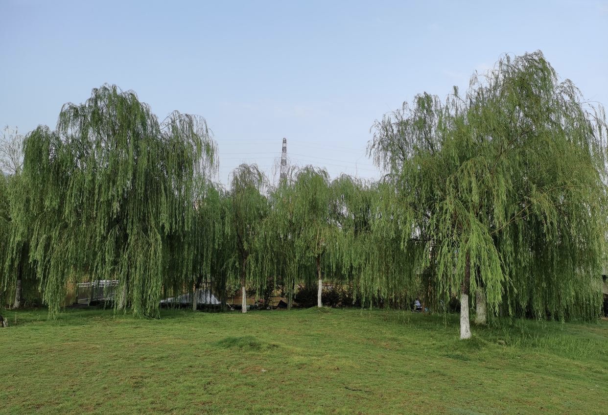 西河沙滩公园旅行图片 1