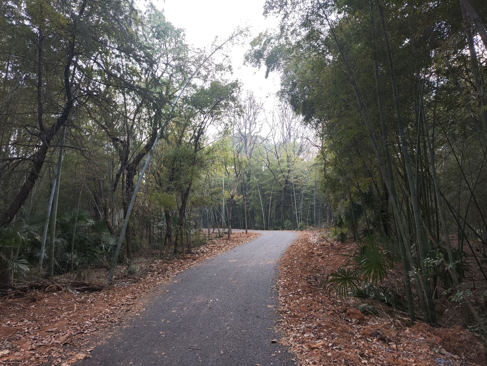 德山公园旅行图片