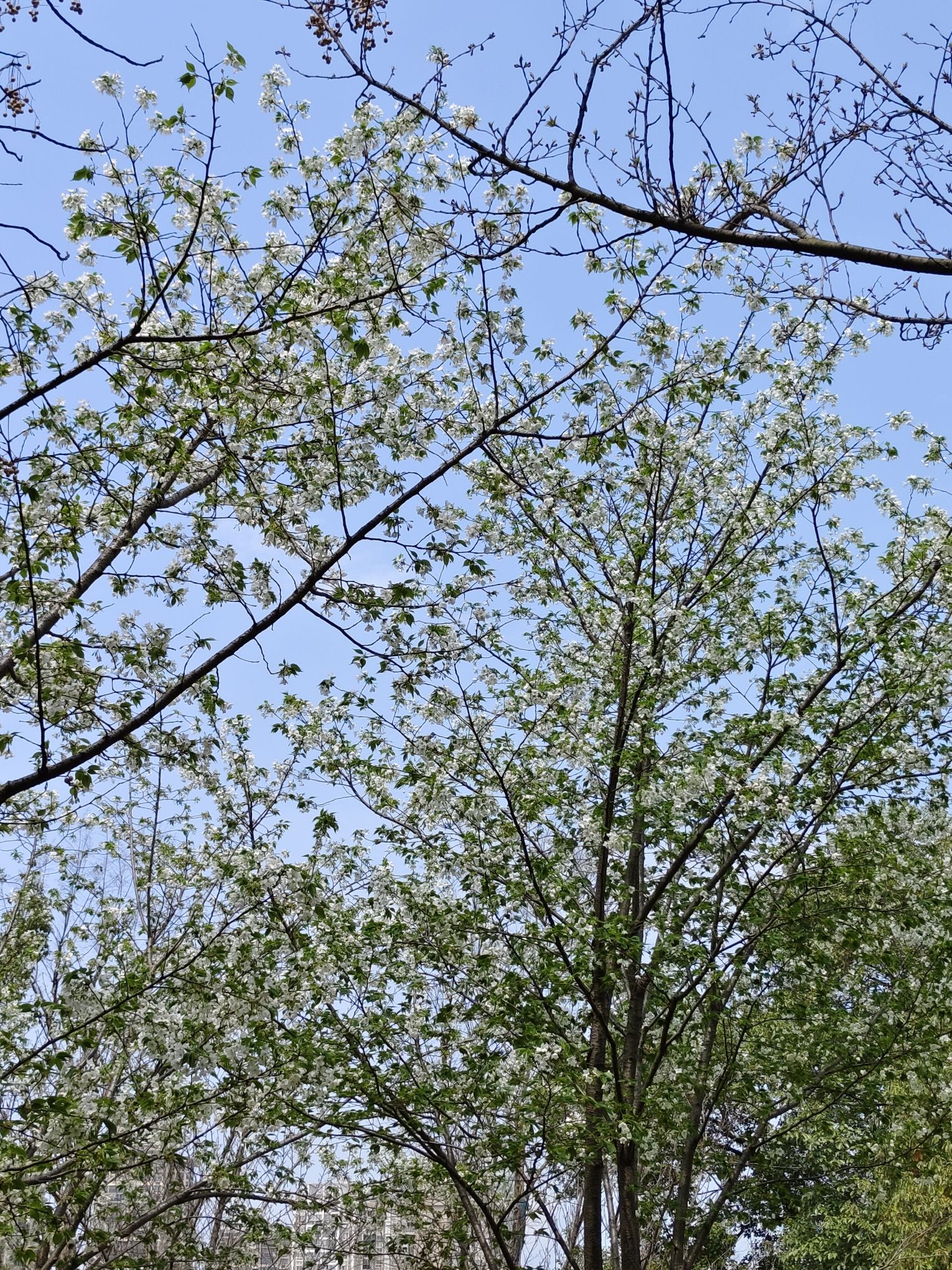 屈原公园旅行图片 2