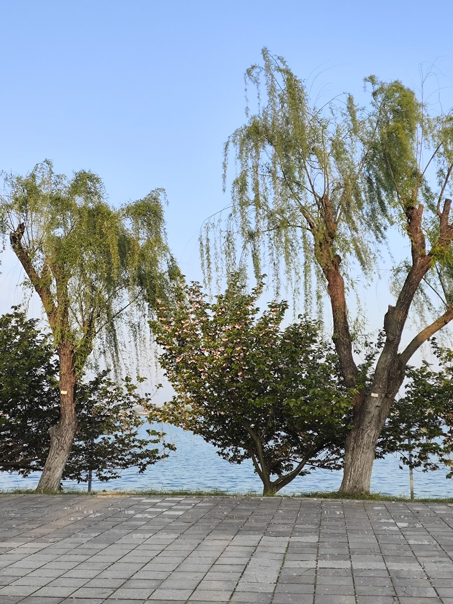 湖南常德柳叶湖旅游度假区旅行图片 3