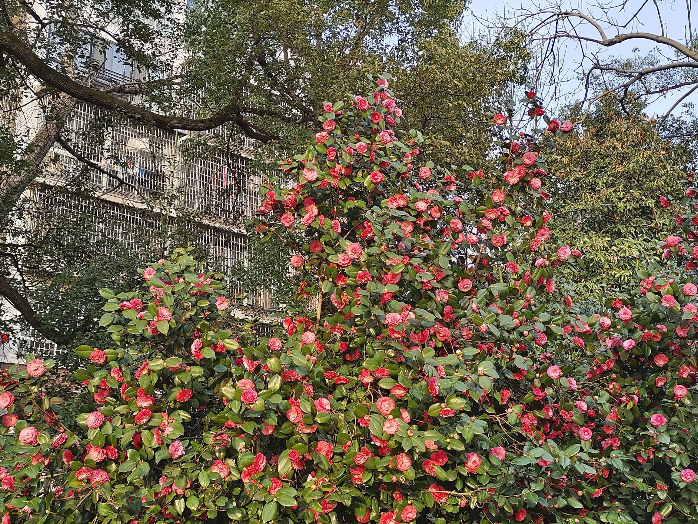 滨湖公园旅行图片 1