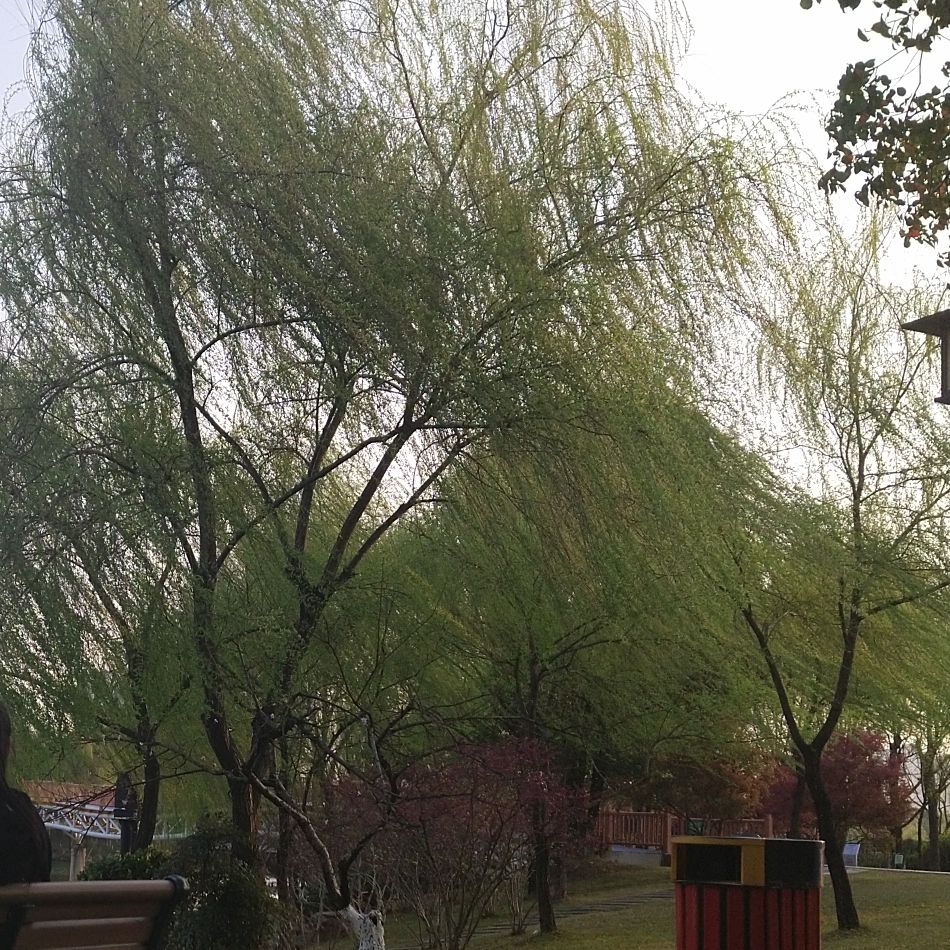白马湖文化公园旅行图片 1