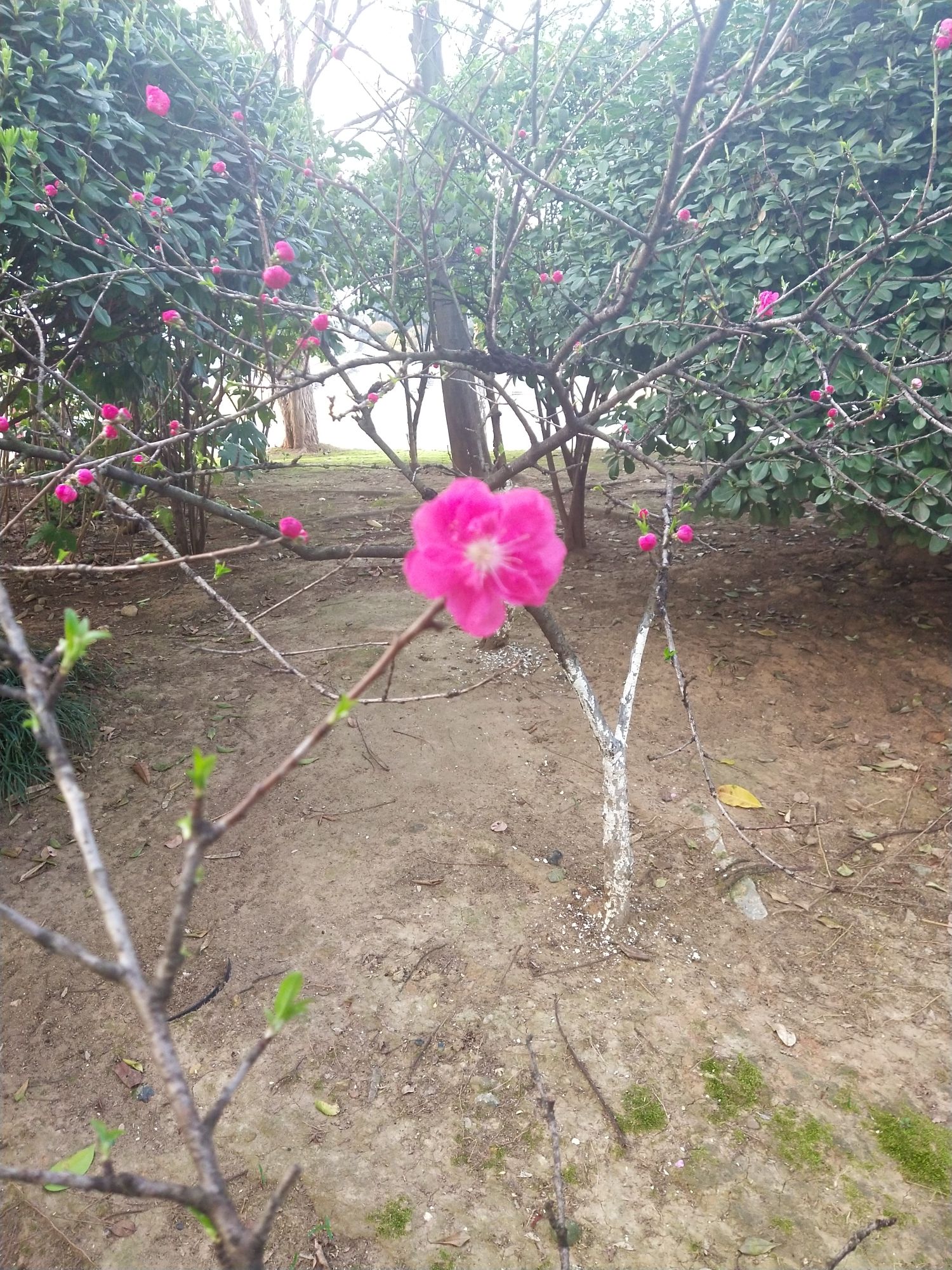 白马湖文化公园旅行图片 3