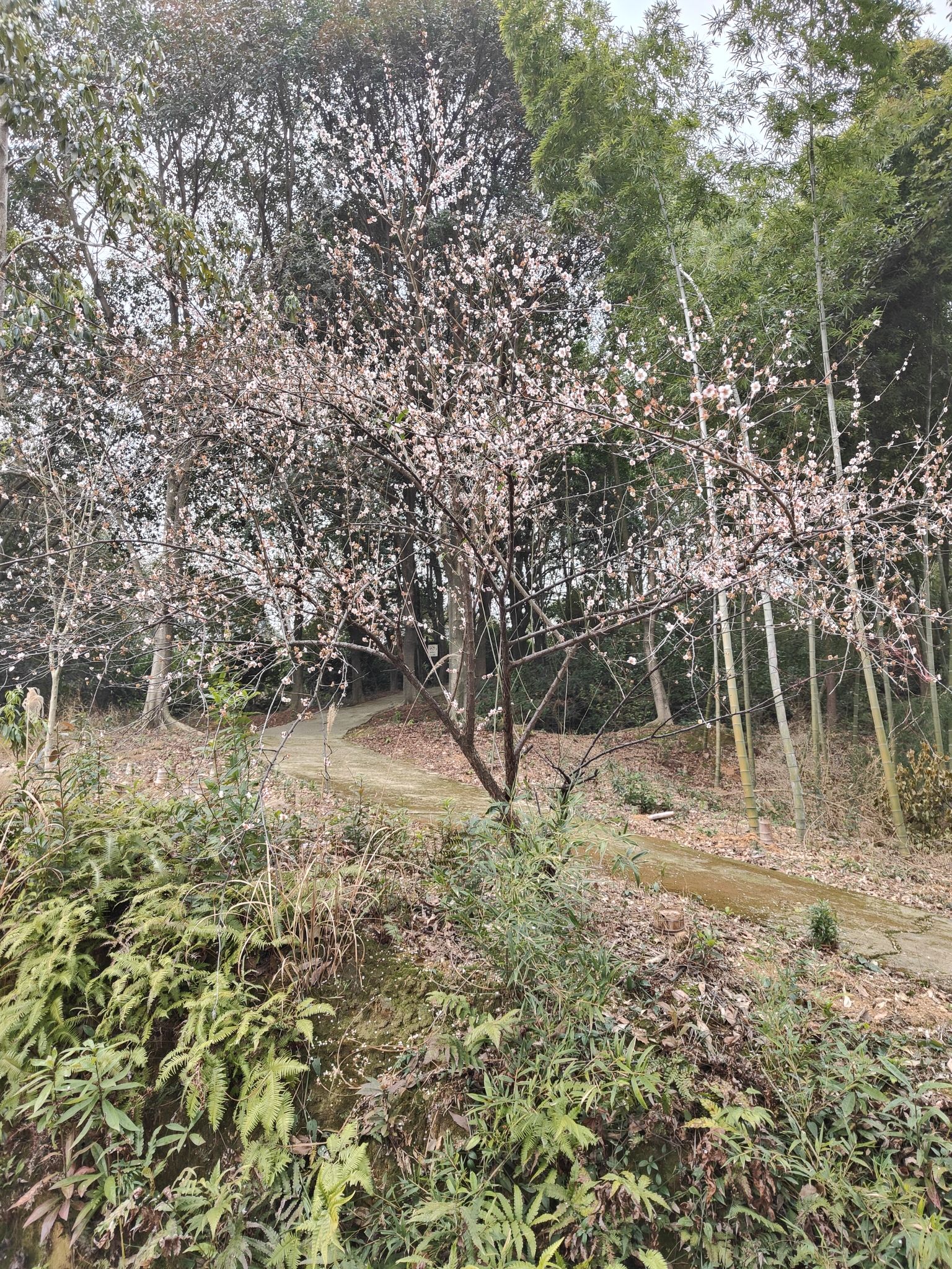 益阳北峰山森林公园-益阳百竹园旅行图片 1