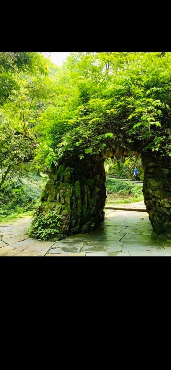 桃花江国家森林公园旅行图片 2