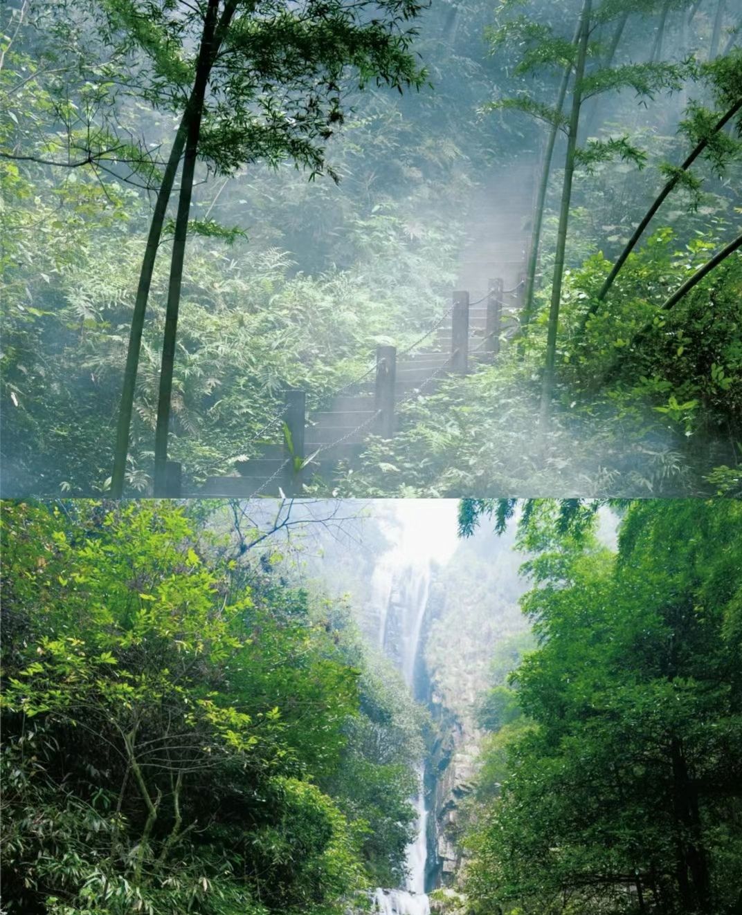 桃花江国家森林公园旅行图片 2