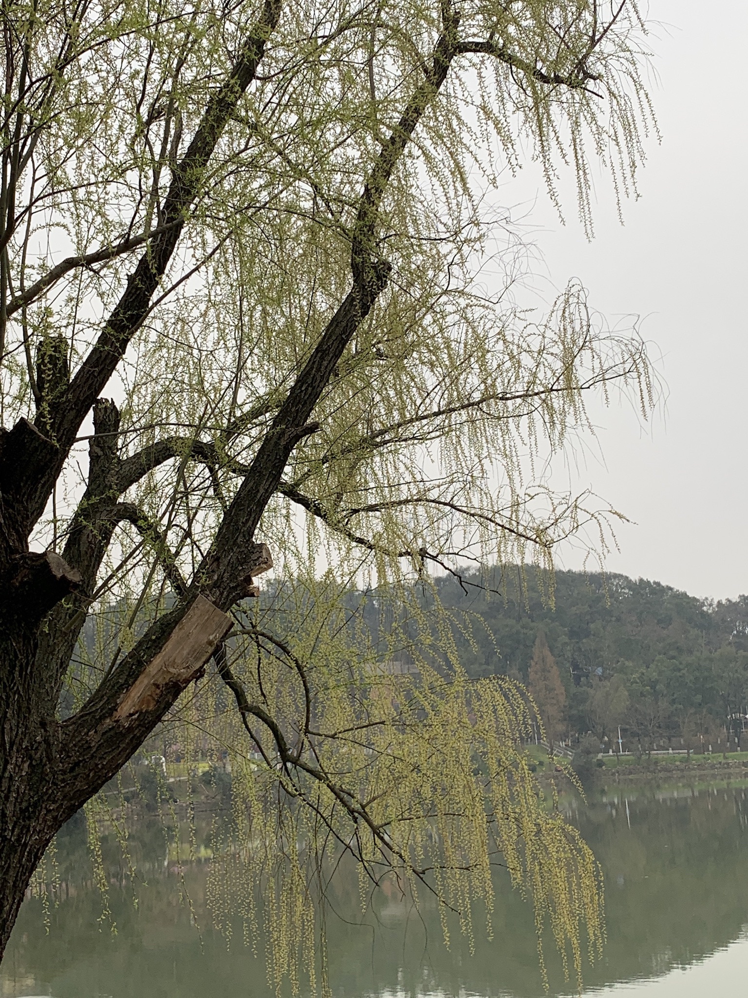 秀峰公园旅行图片 2