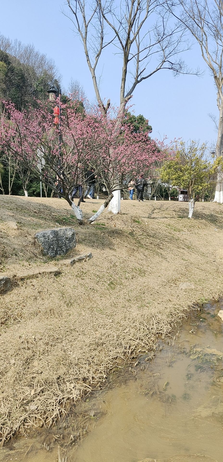 益阳北峰山森林公园旅行图片 1