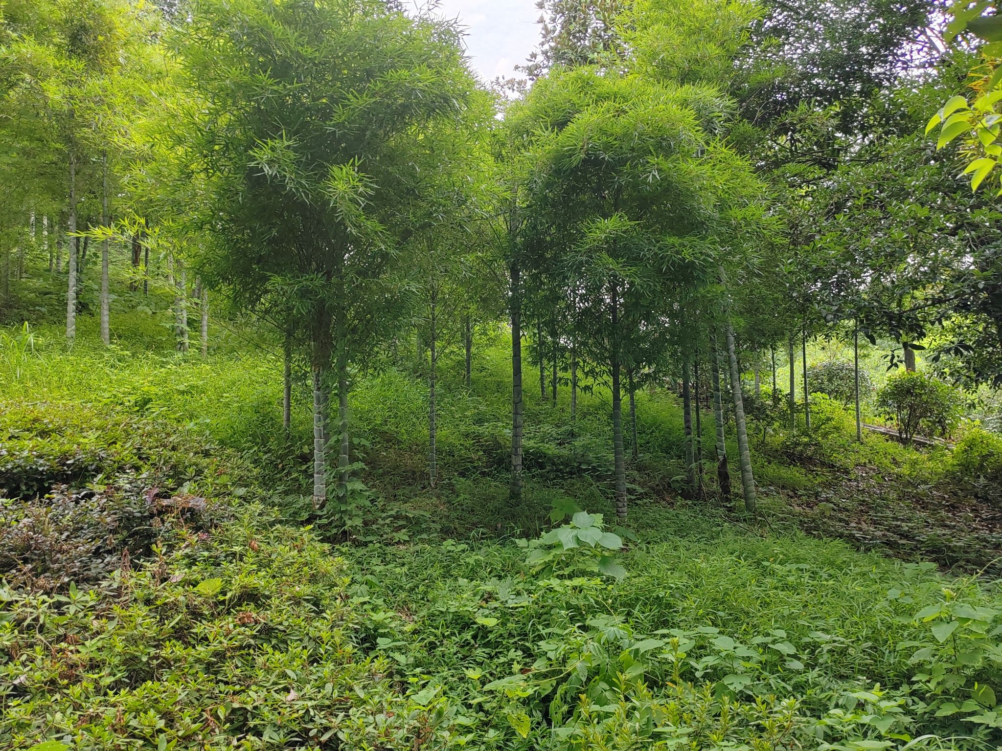 益阳北峰山森林公园