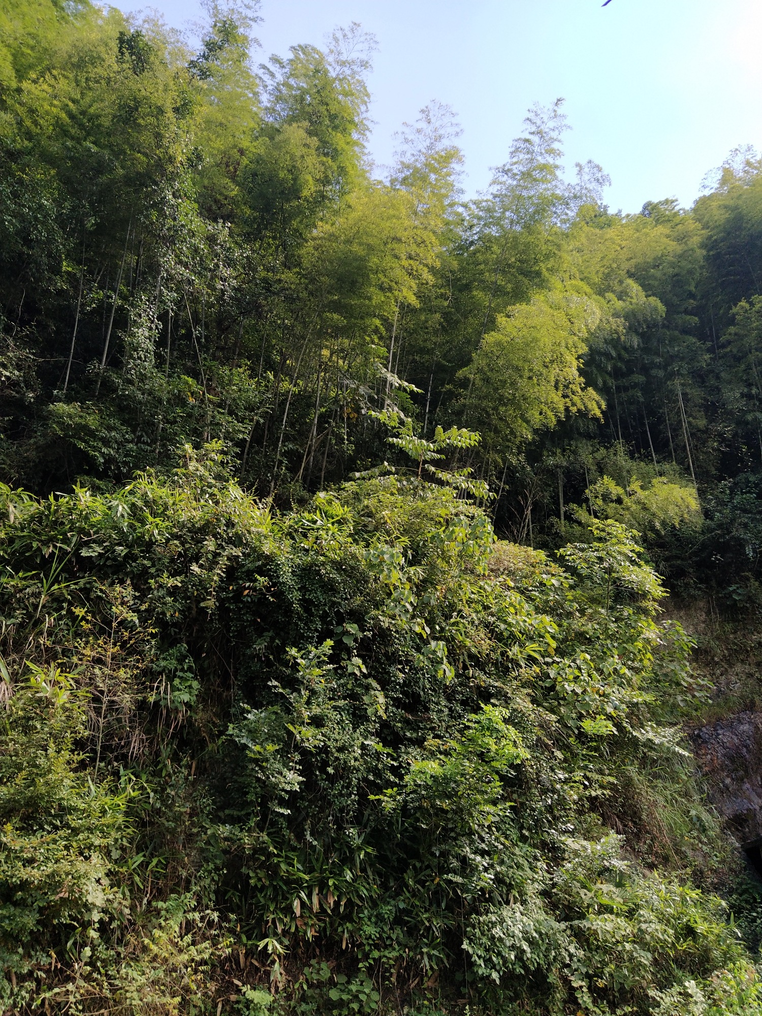 茶马古道旅行图片 2