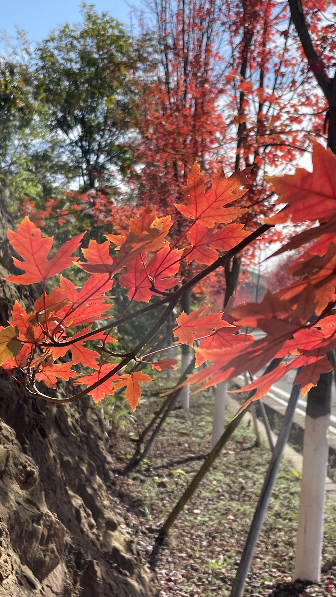 鱼形山旅游风景区旅行图片 3