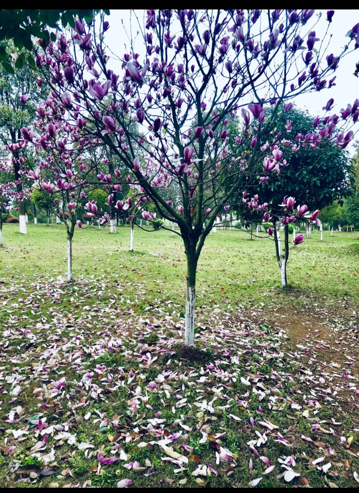 沅江休闲公园旅行图片 1
