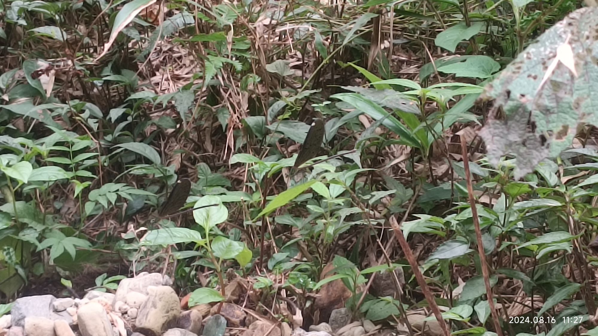 罗溪瀑布旅行图片 3