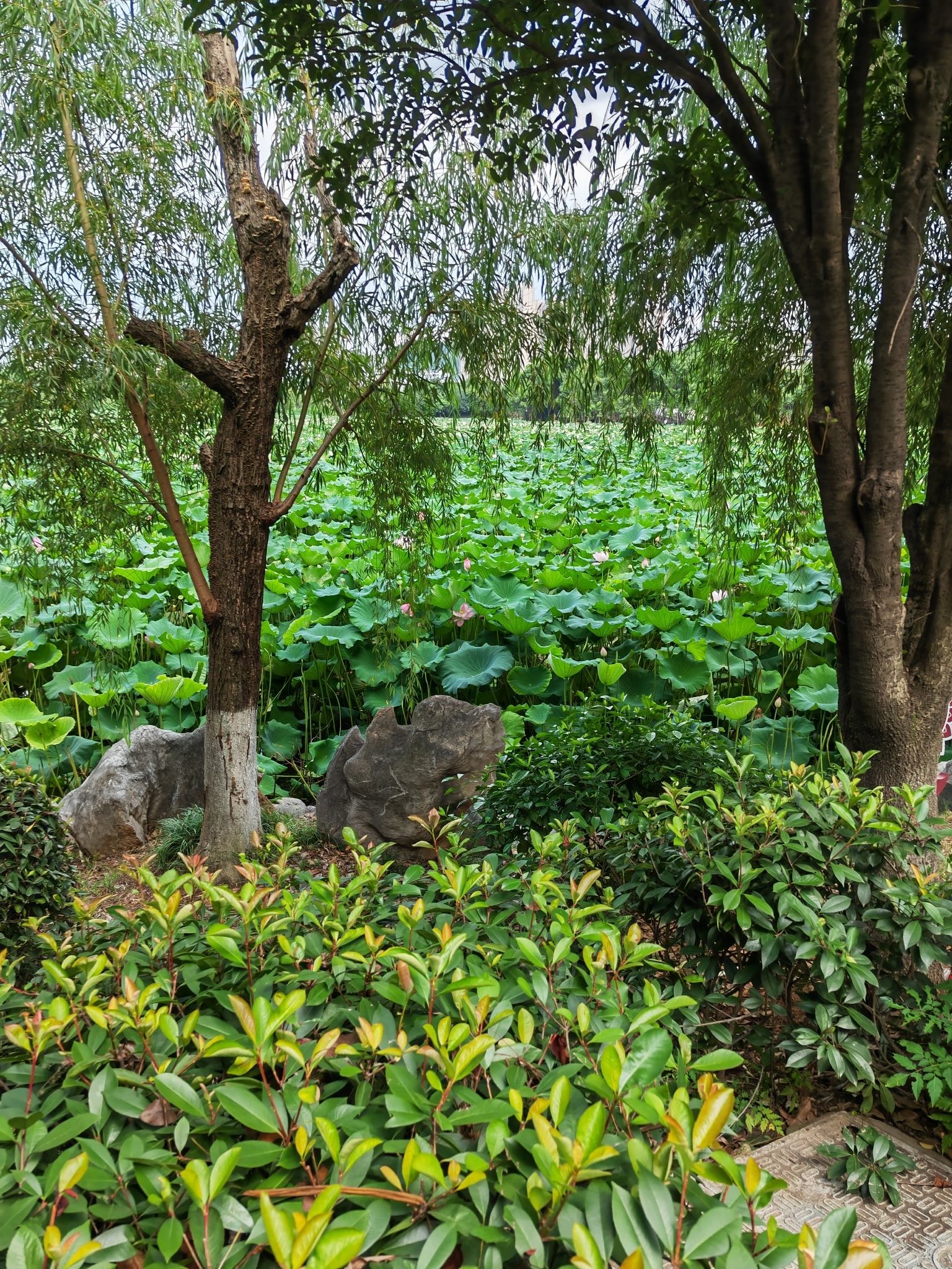 益阳古城旅行图片 2