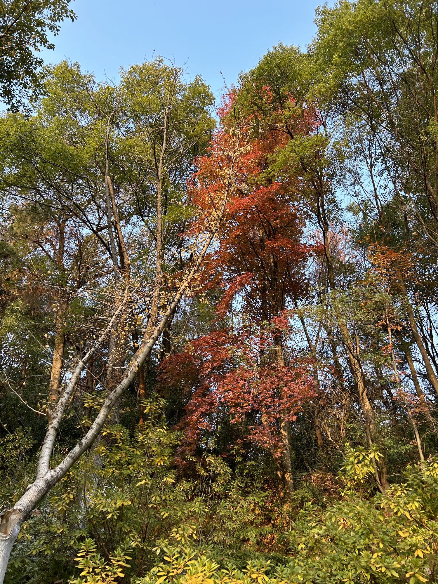 石马公园旅行图片 3