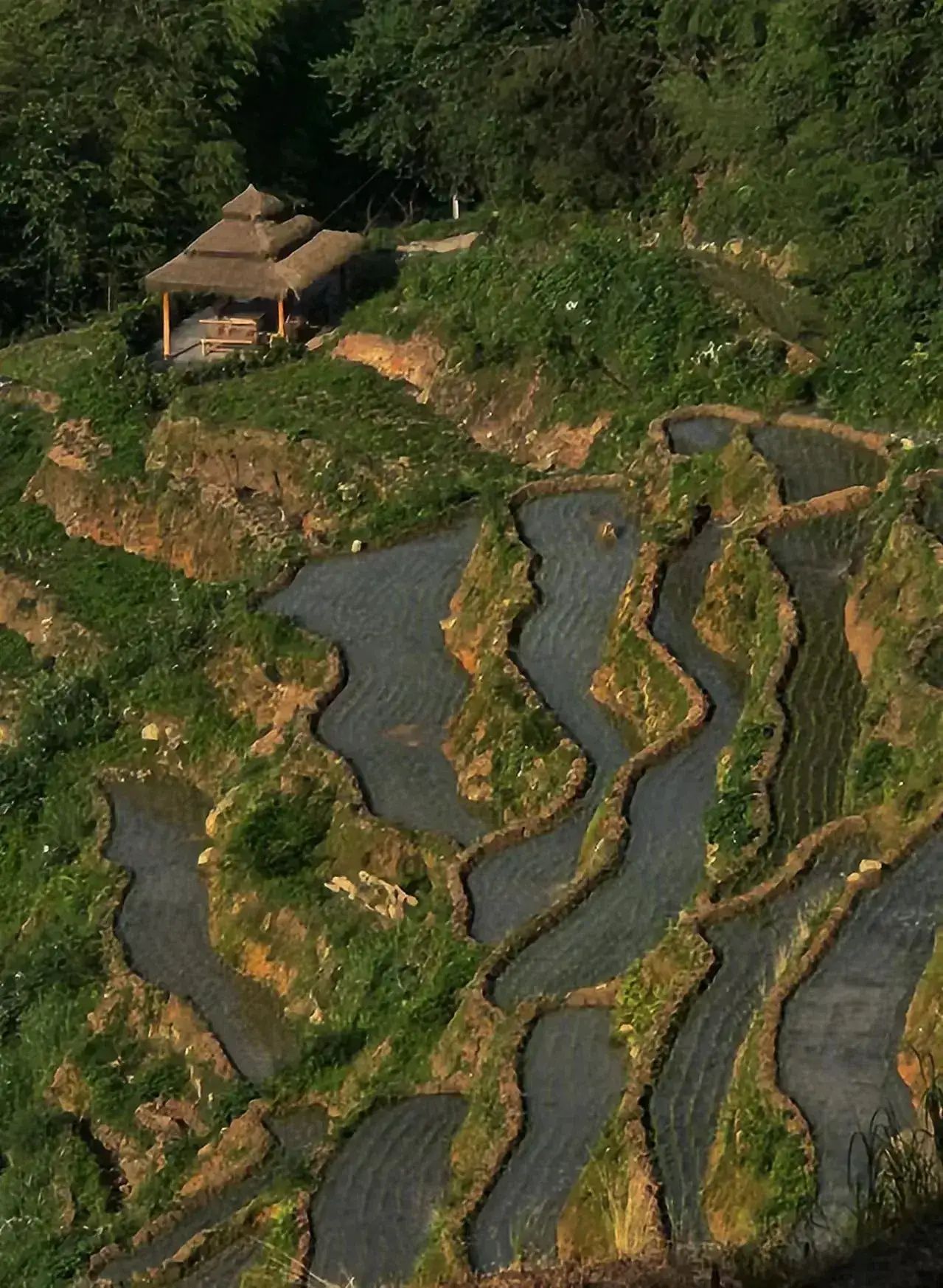 紫鹊界梯田景区旅行图片 2