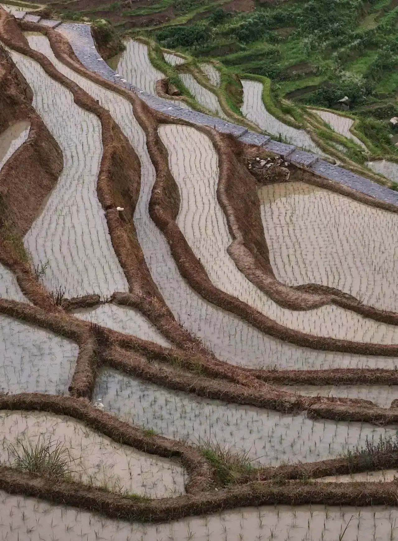 紫鹊界梯田景区旅行图片 3