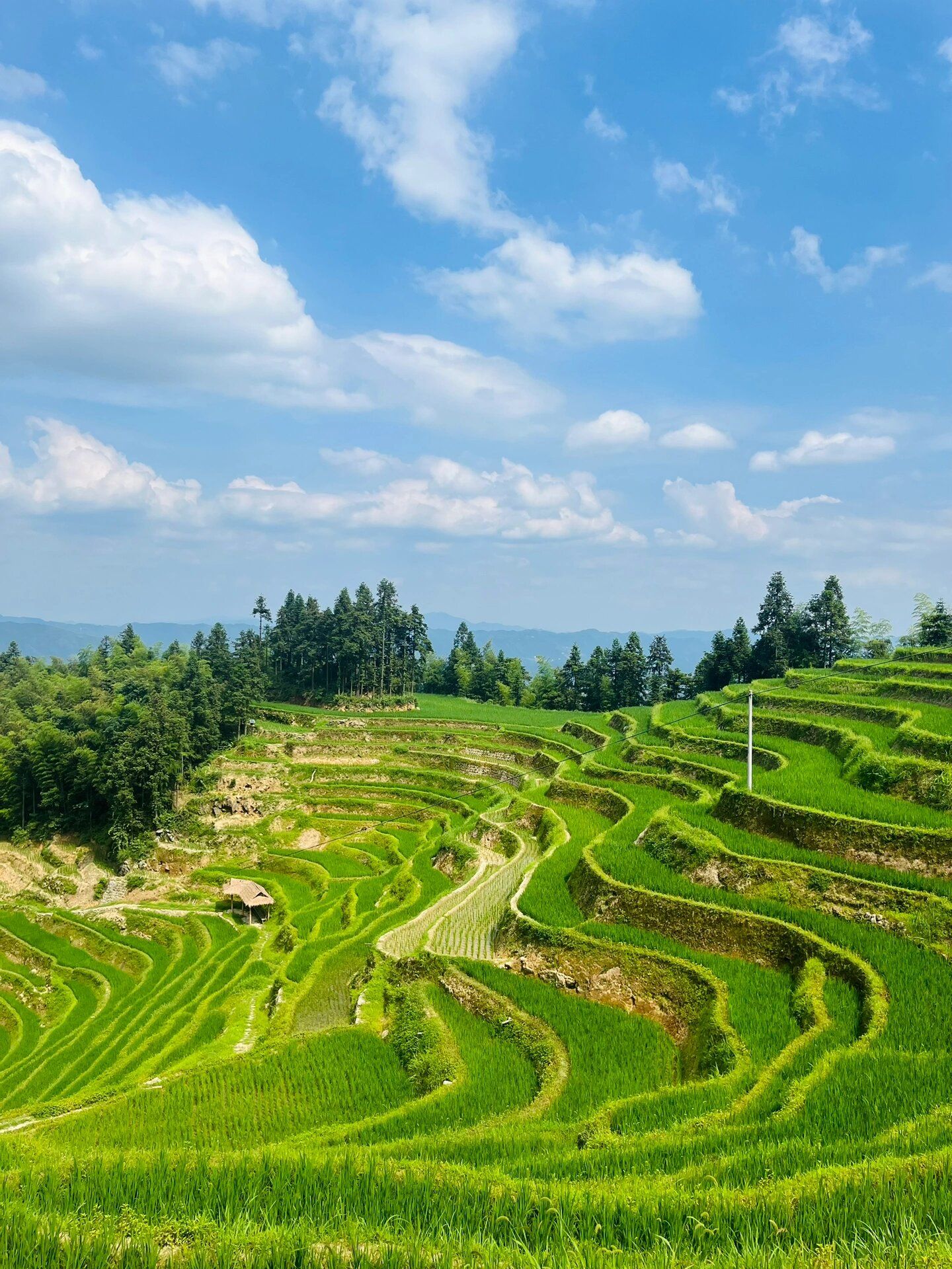 紫鹊界梯田景区旅行图片 3