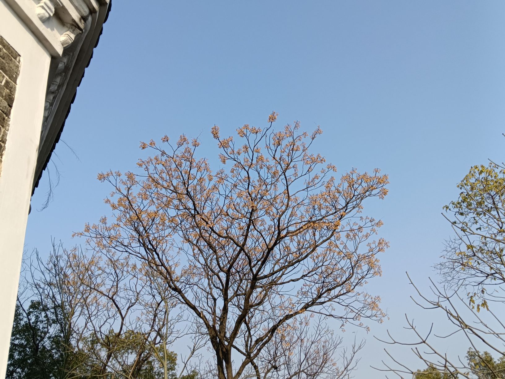 东塔公园旅行图片 1