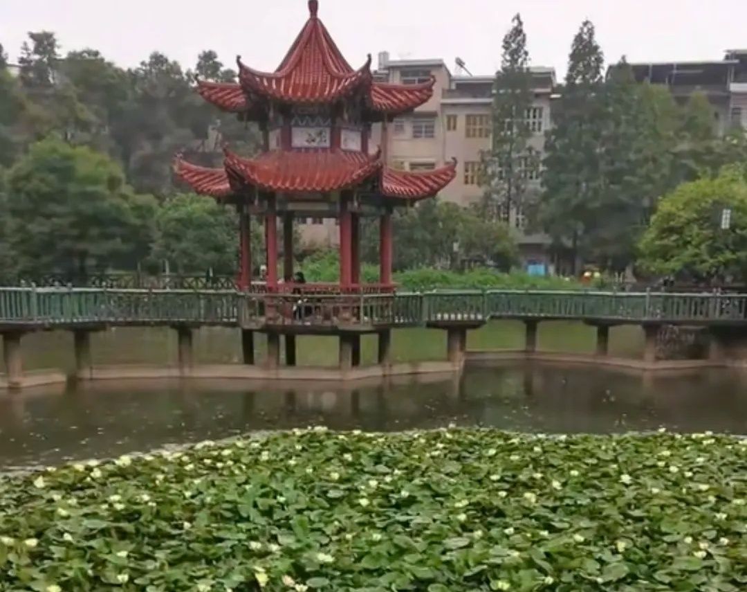 荷花公园旅行图片 1