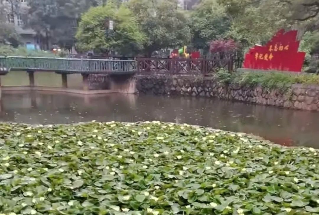荷花公园旅行图片 2
