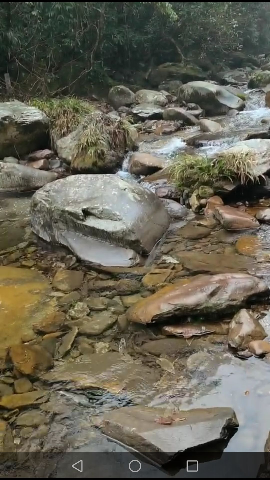 邵阳沙角洞银杉森林公园旅行图片 1