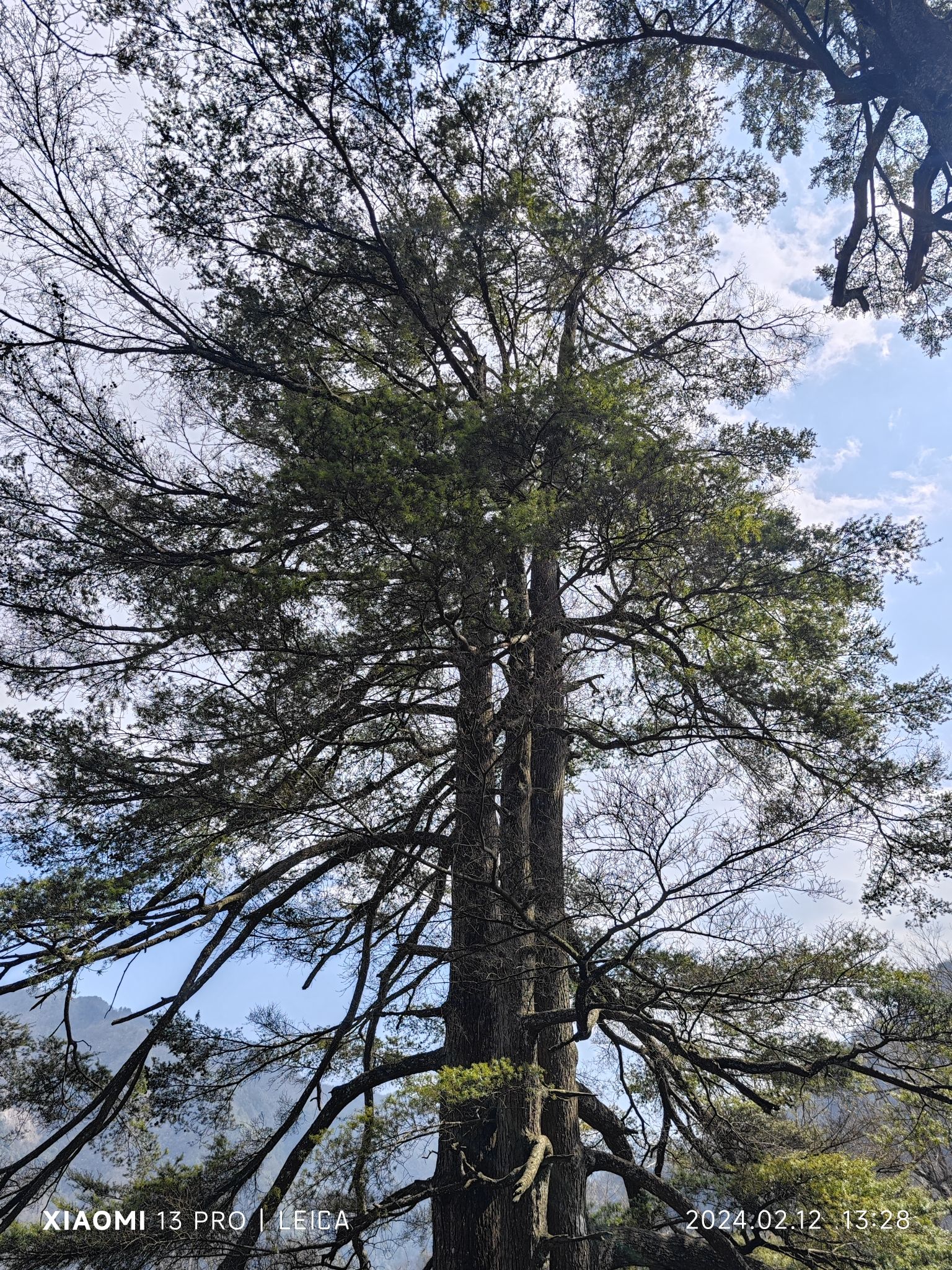 邵阳沙角洞银杉森林公园旅行图片 2