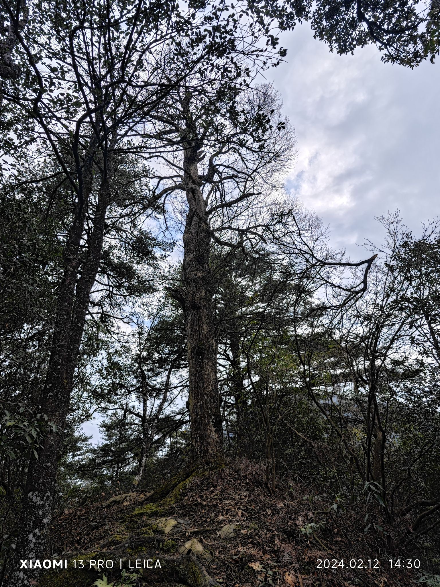 邵阳沙角洞银杉森林公园旅行图片 1