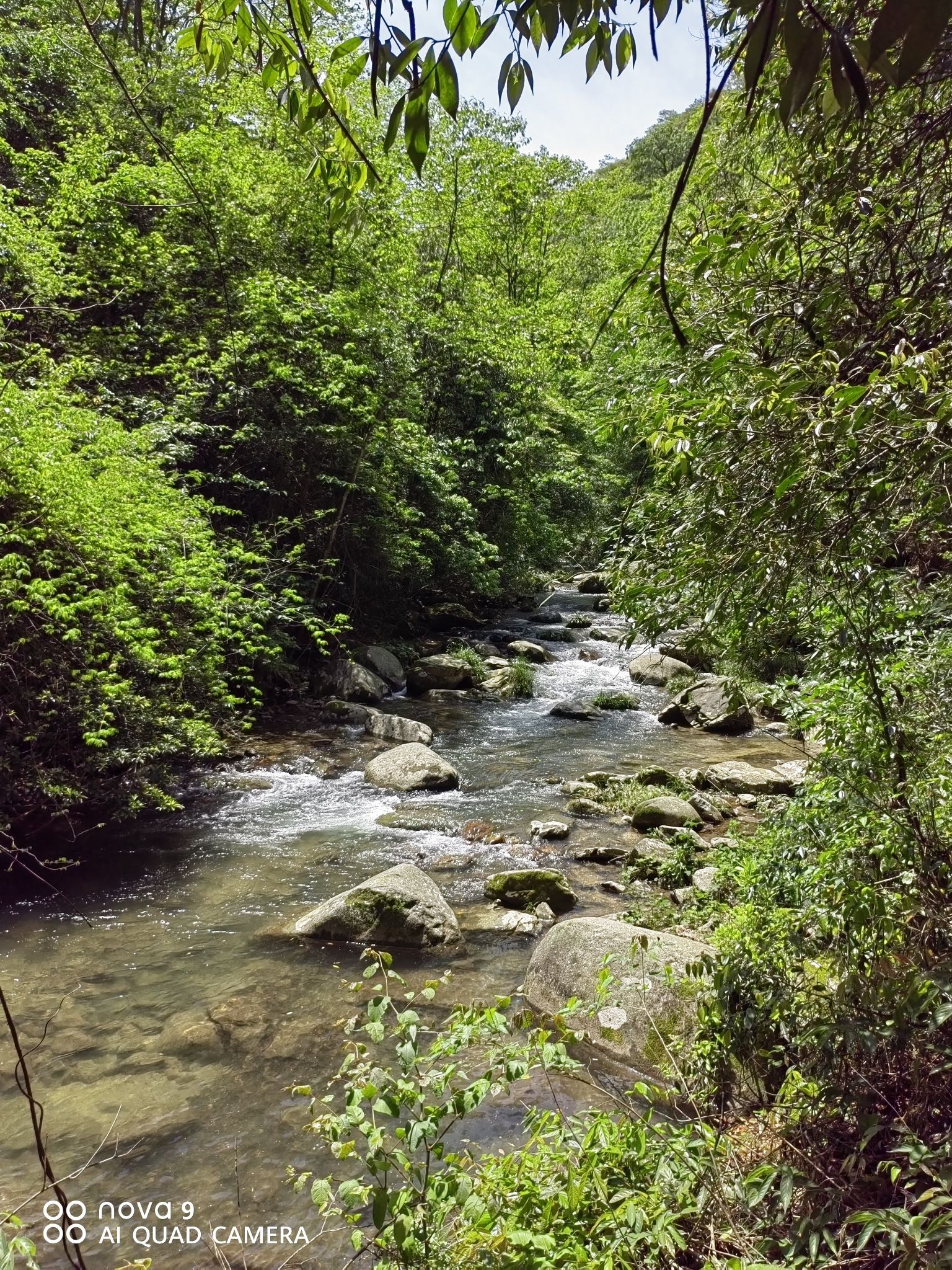 邵阳沙角洞银杉森林公园旅行图片 2