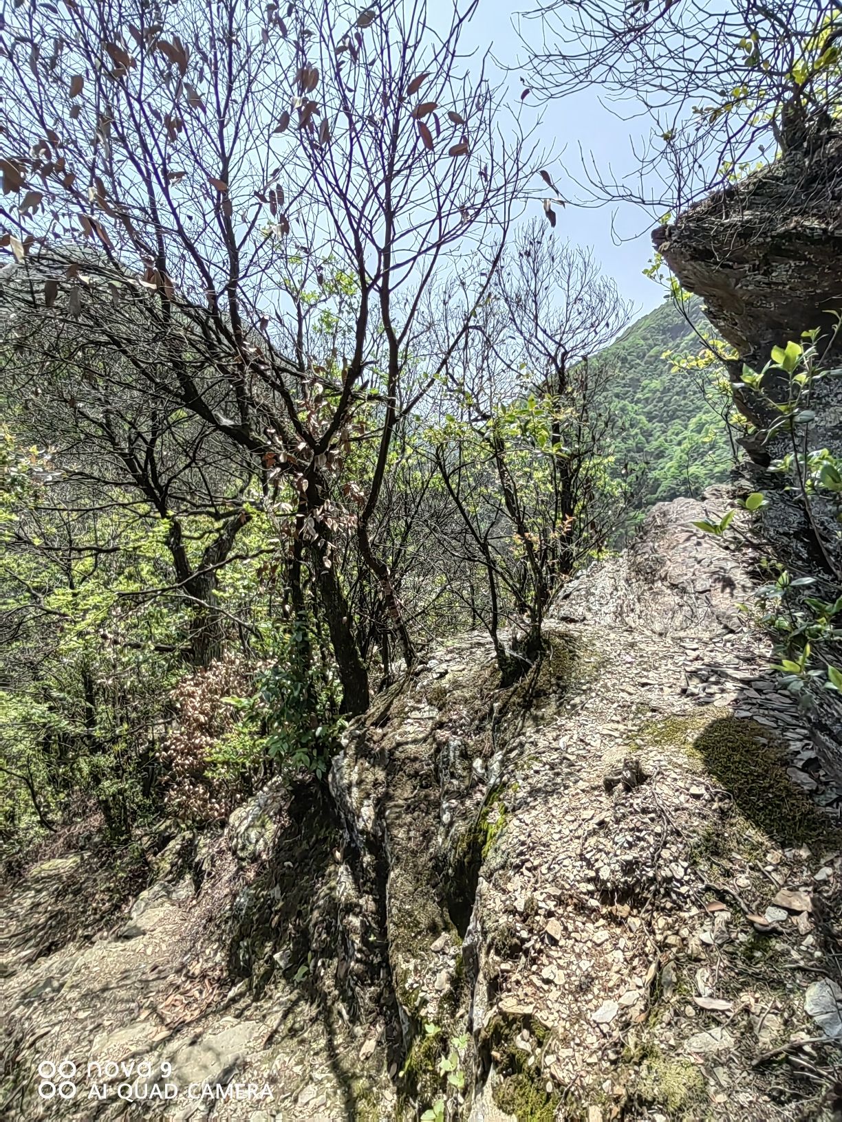 邵阳沙角洞银杉森林公园旅行图片 3