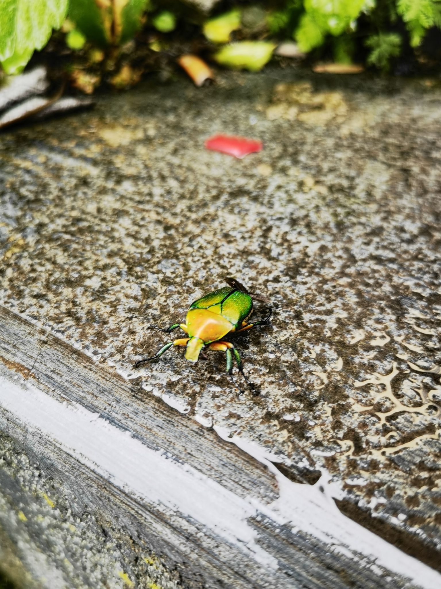 飞山寨旅行图片 2