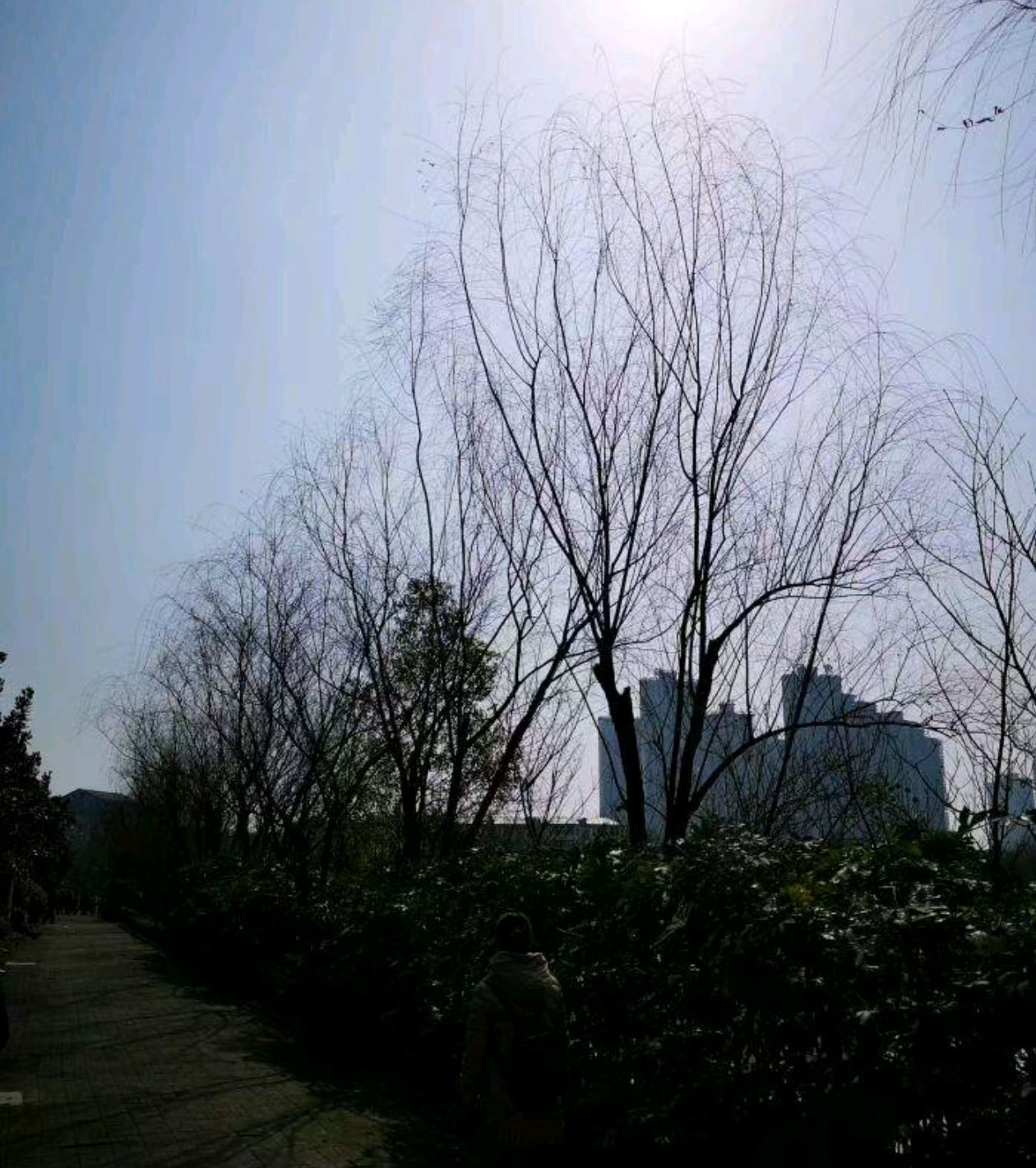 舞阳公园