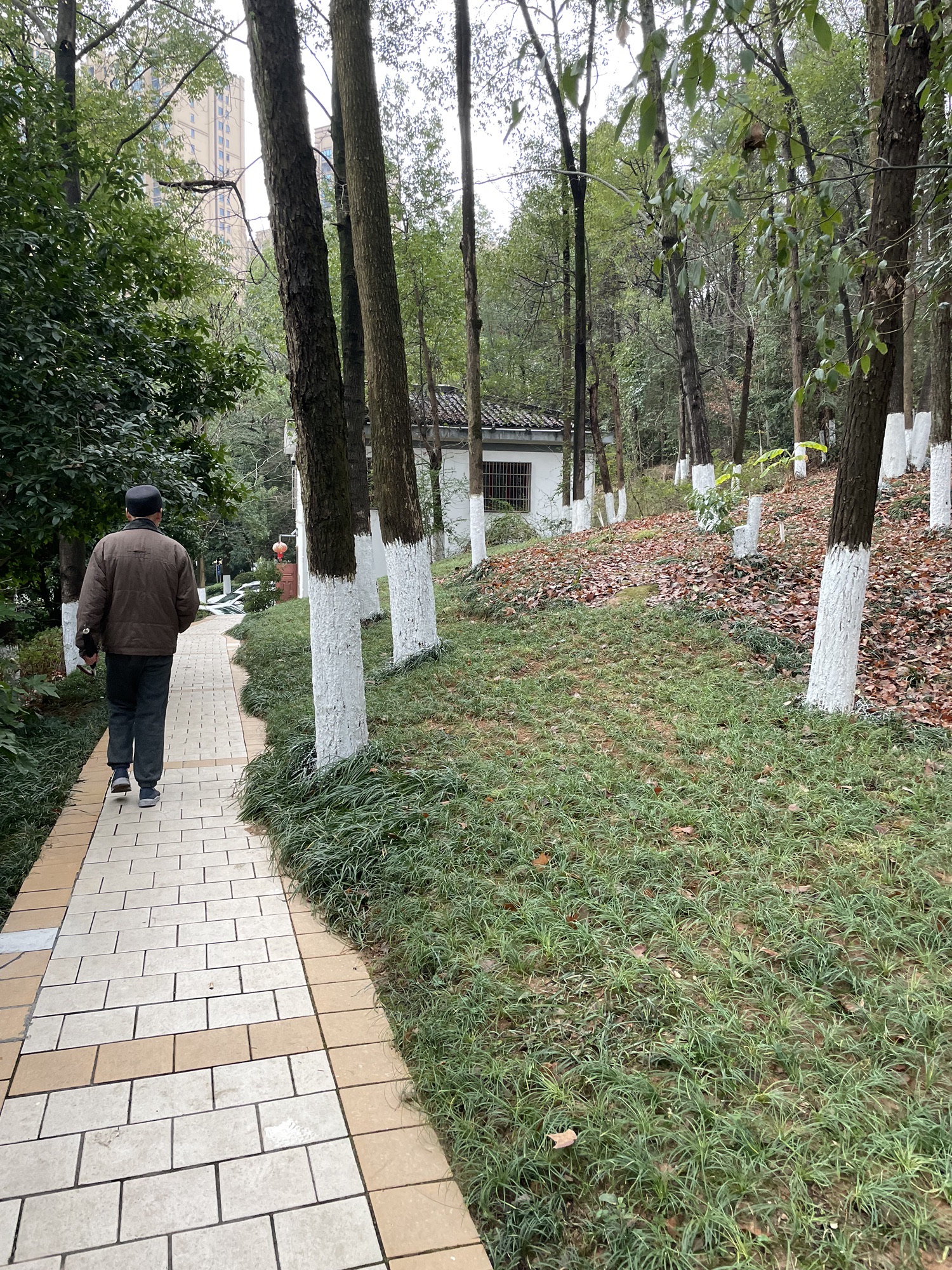迎丰公园旅行图片 2