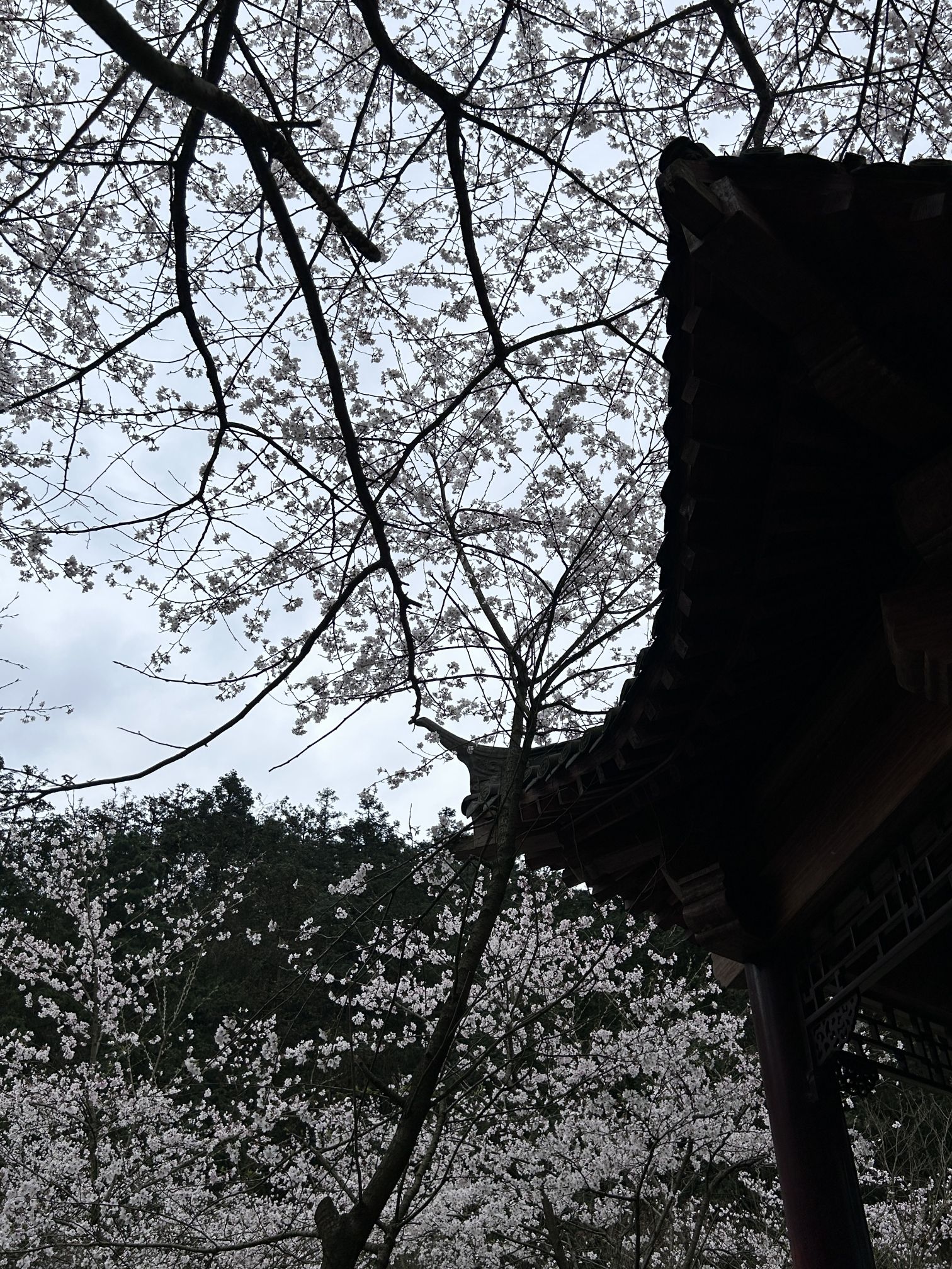 湖南中坡国家森林公园旅行图片 2