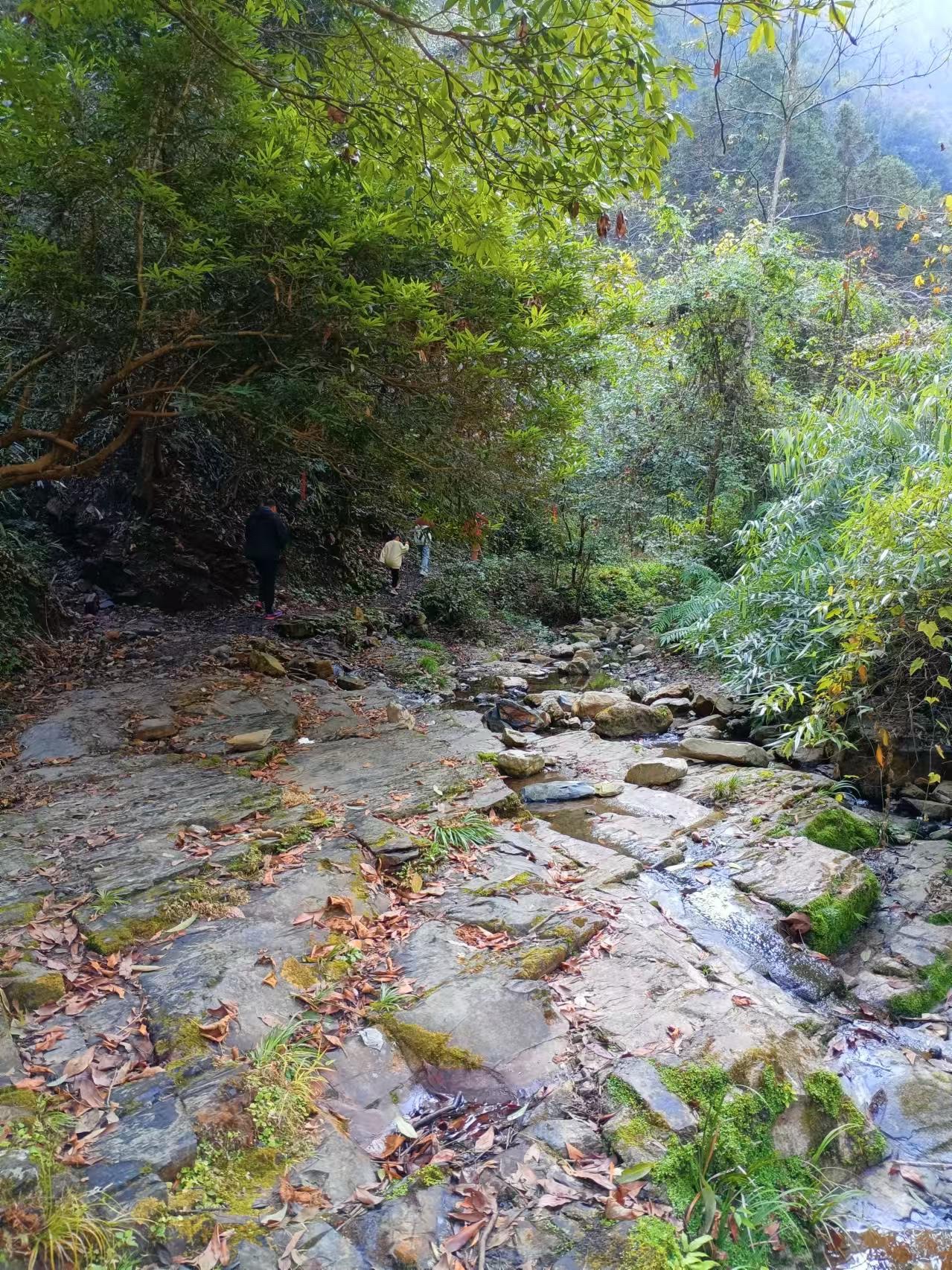 康龙自然保护区旅行图片 3