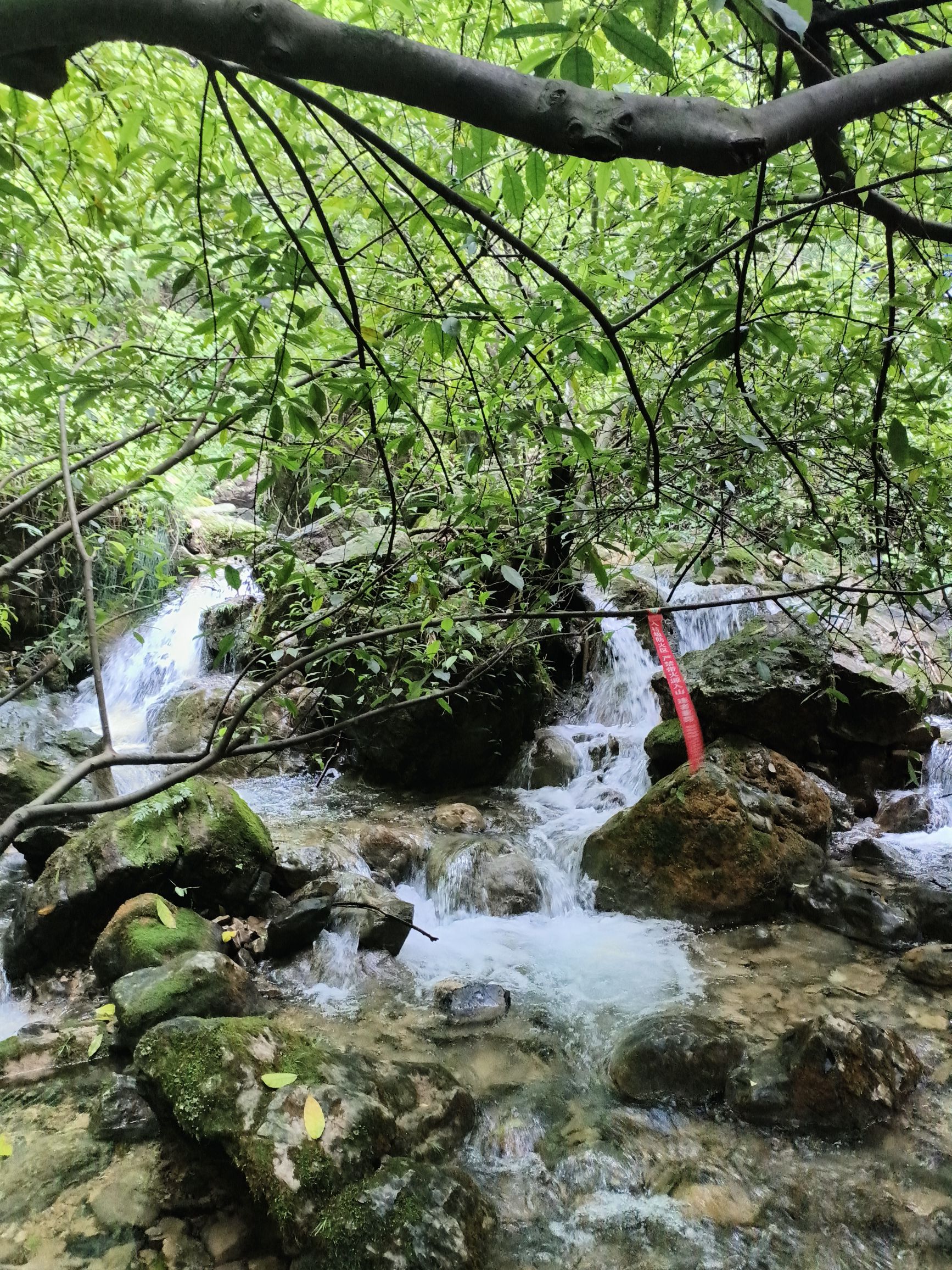 康龙自然保护区旅行图片 3