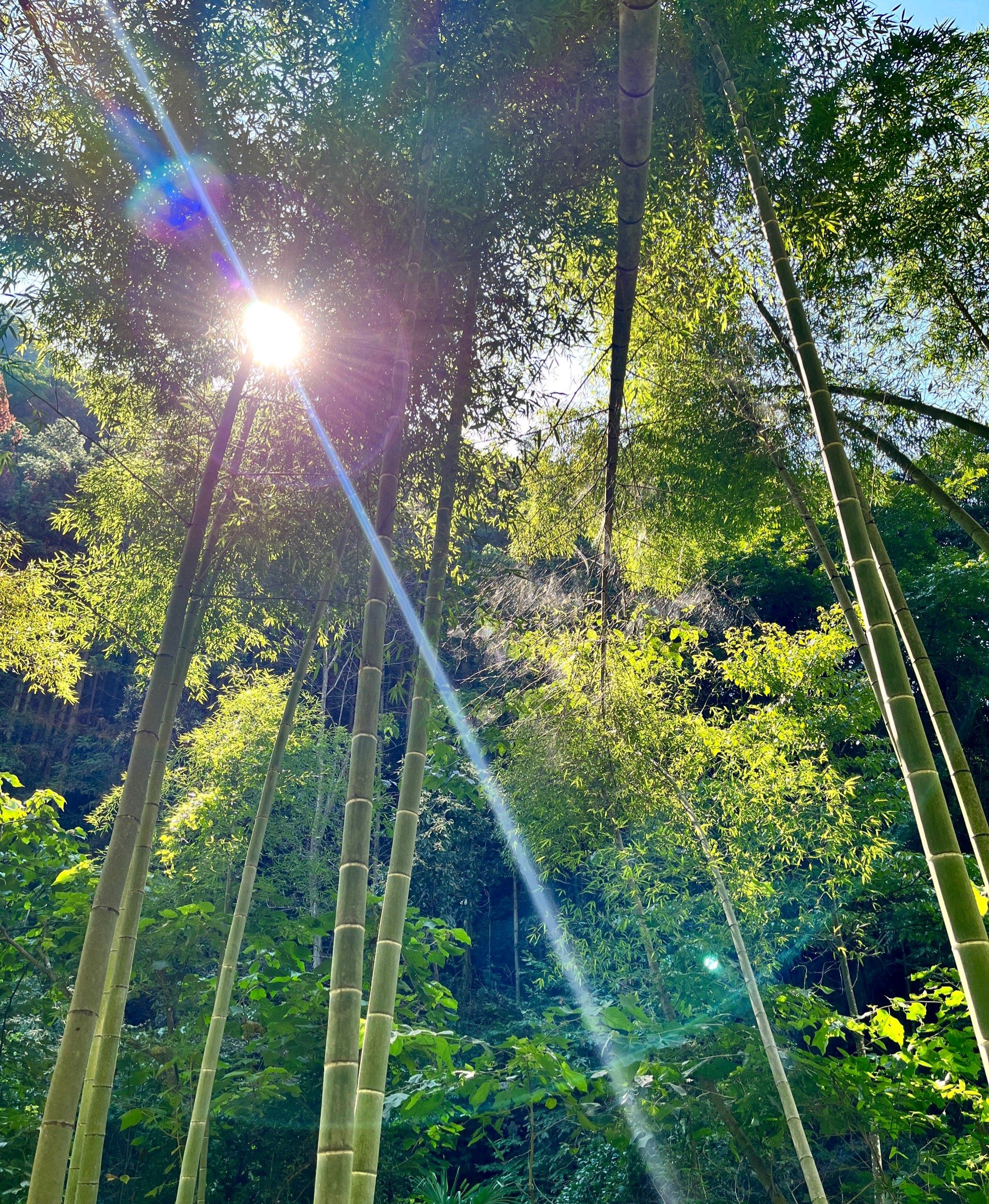 康龙自然保护区旅行图片 3