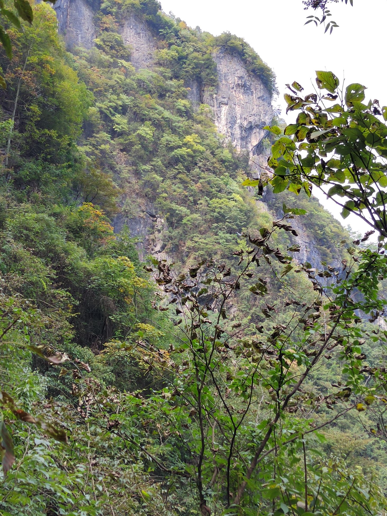 康龙自然保护区旅行图片 3