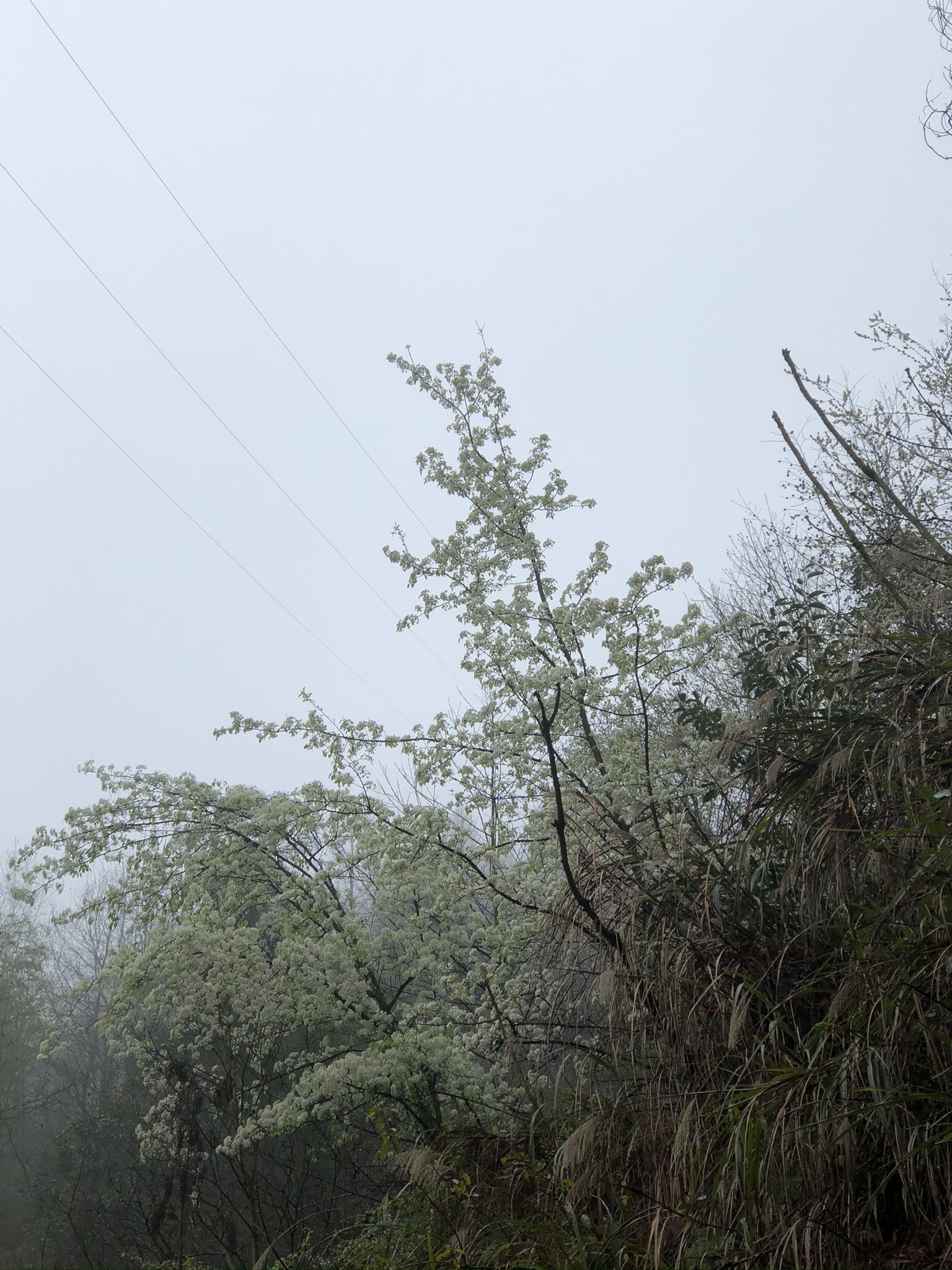 湖南嵩云山国家森林公园旅行图片 2