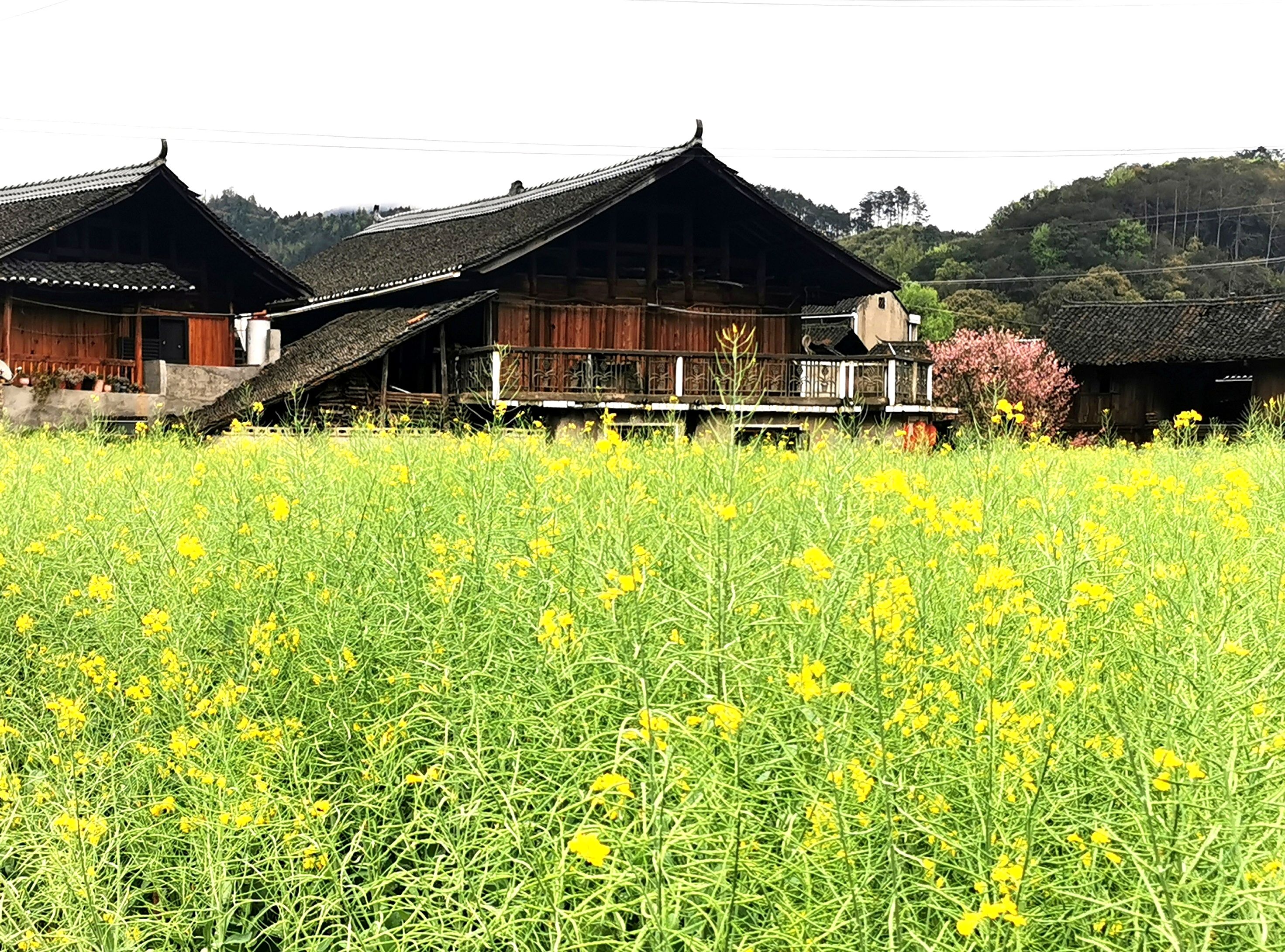 高椅古村旅行图片 1