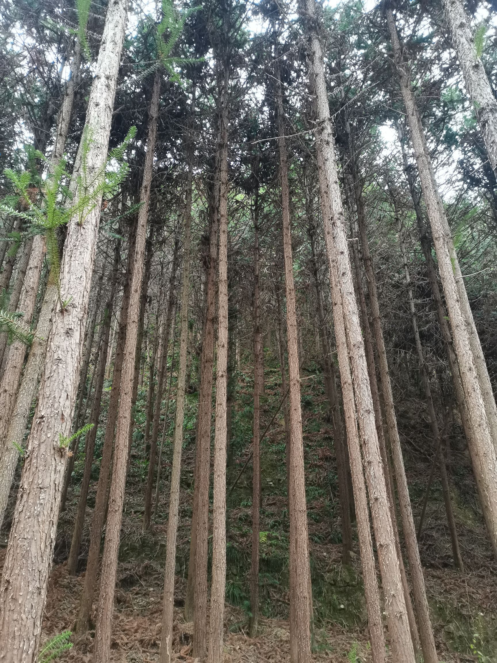 福音山国家森林公园旅行图片 1