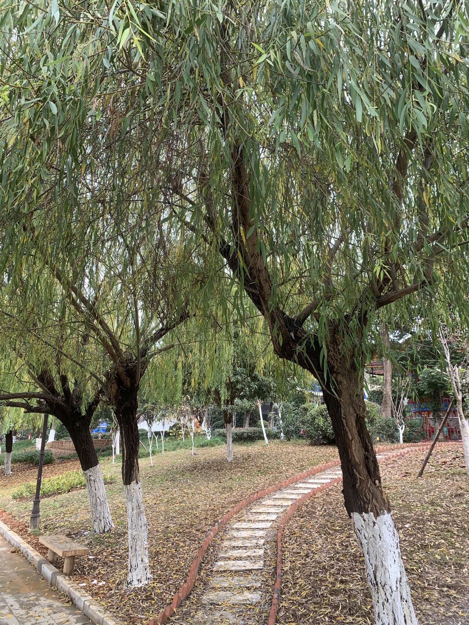 西洲公园旅行图片 3