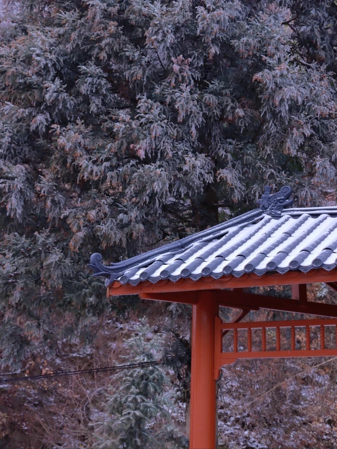 阳明山国家森林公园旅行图片 1