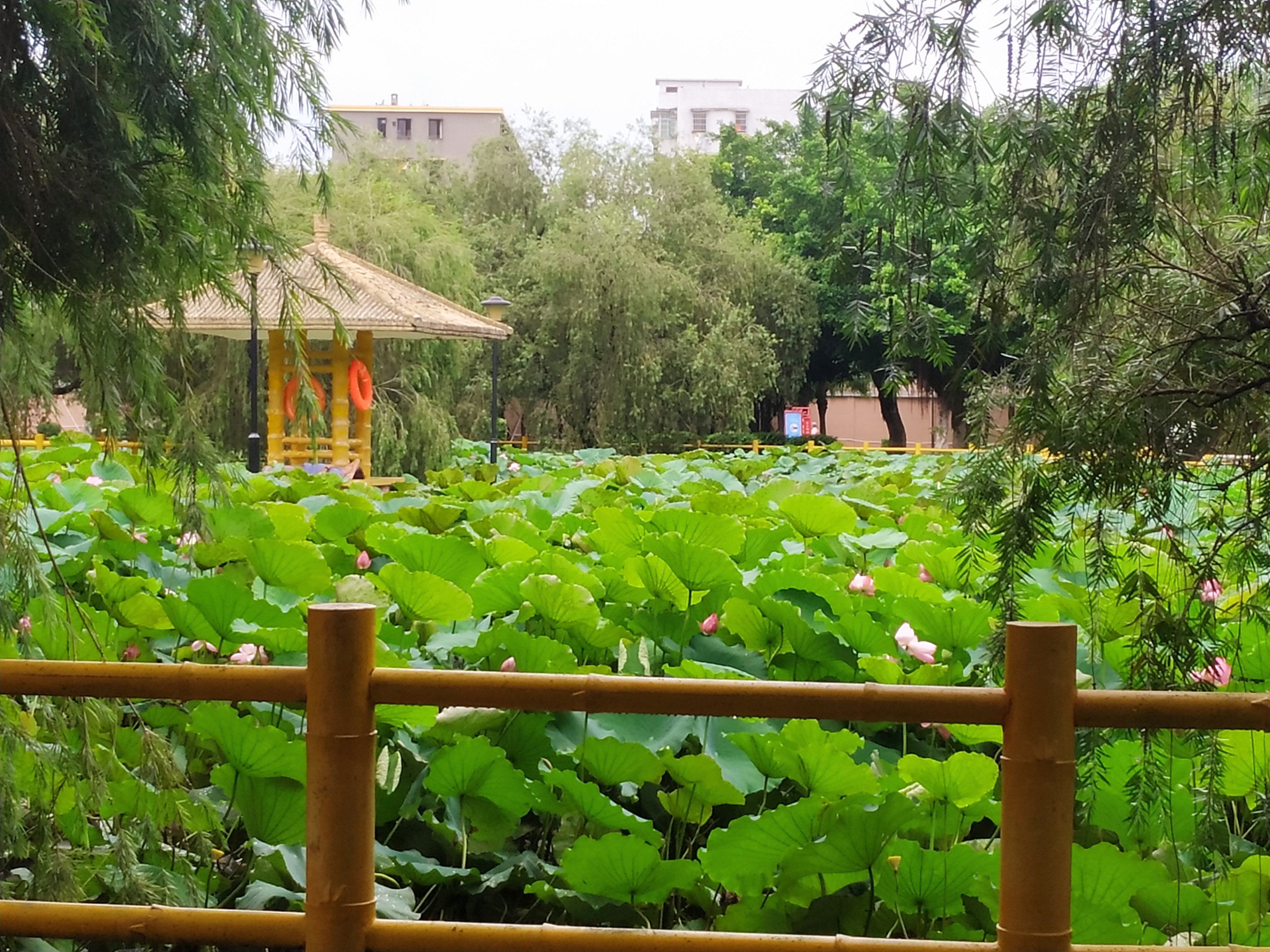 祥龙公园旅行图片 1