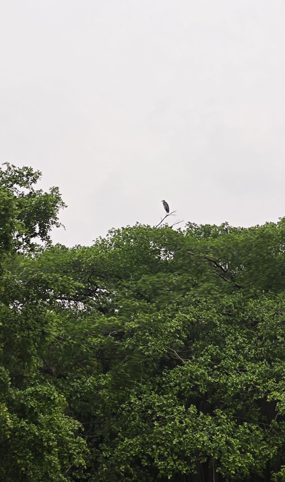 小鸟天堂旅行图片 3