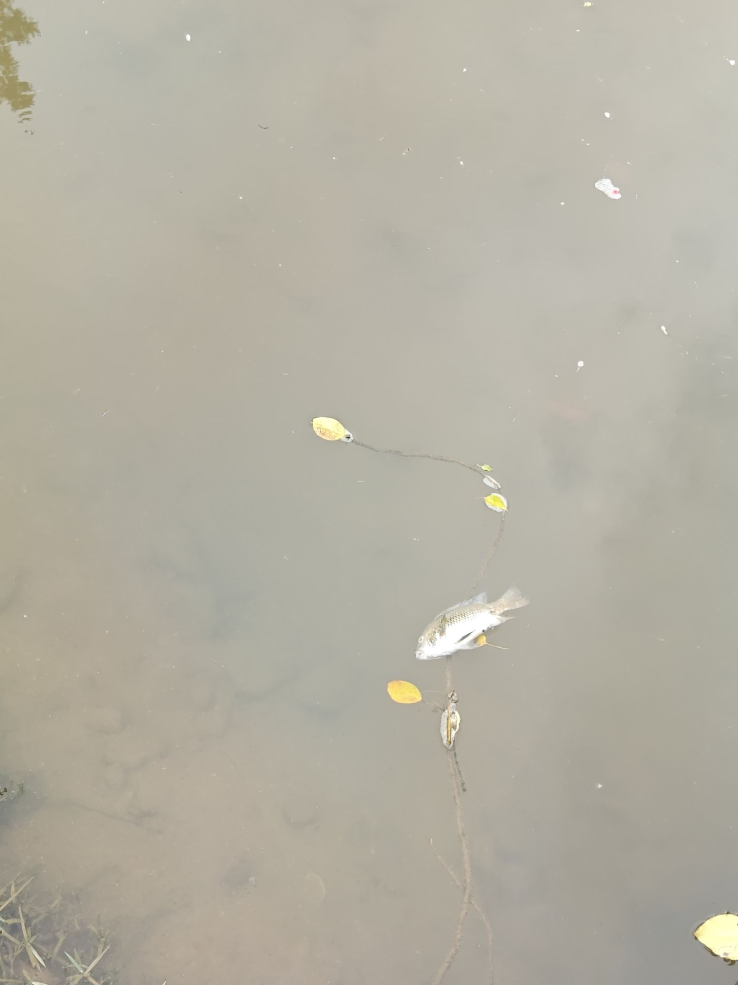 小鸟天堂旅行图片 2