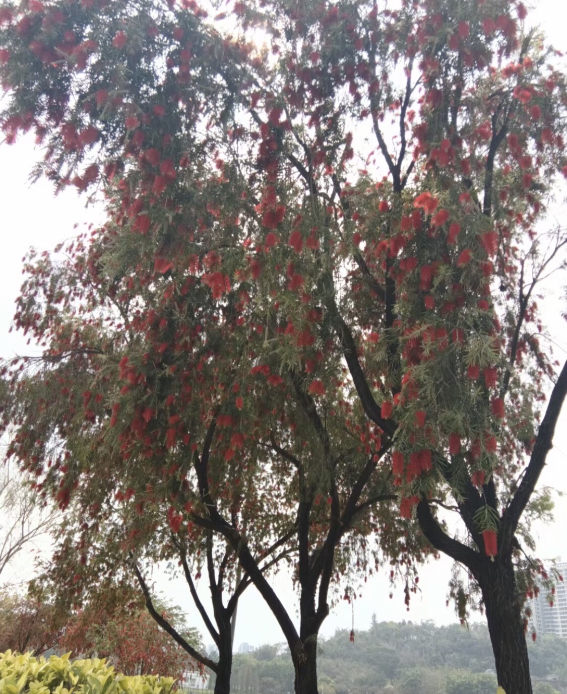 鹤山公园旅行图片 3