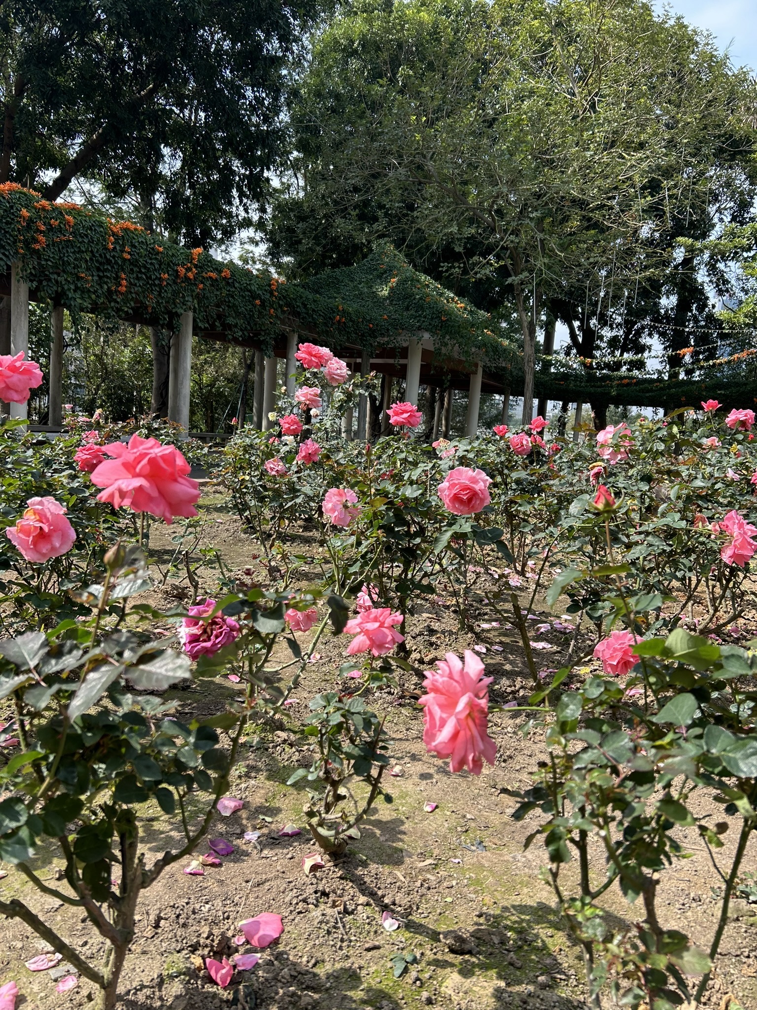 东湖公园旅行图片 3