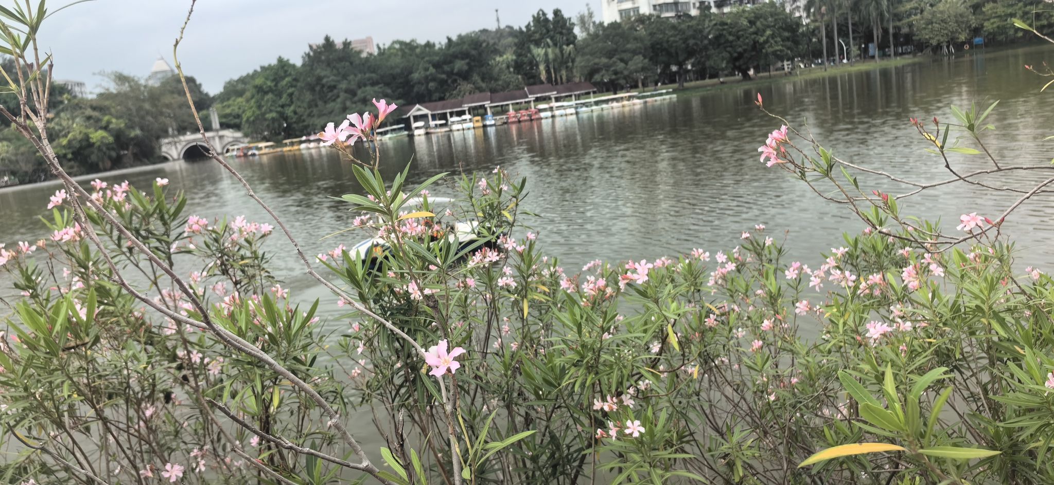 东湖公园旅行图片 3